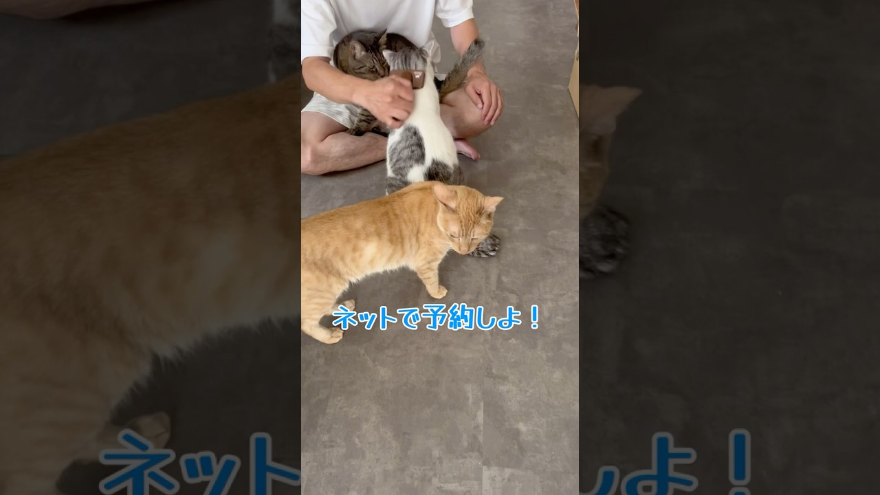猫ブラシ、人気すぎて“3猫待ち”🐱💥【猫アフレコ】