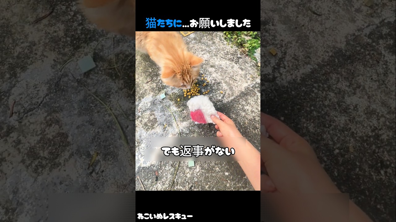 猫たちにお願いしました。その“答え”は…