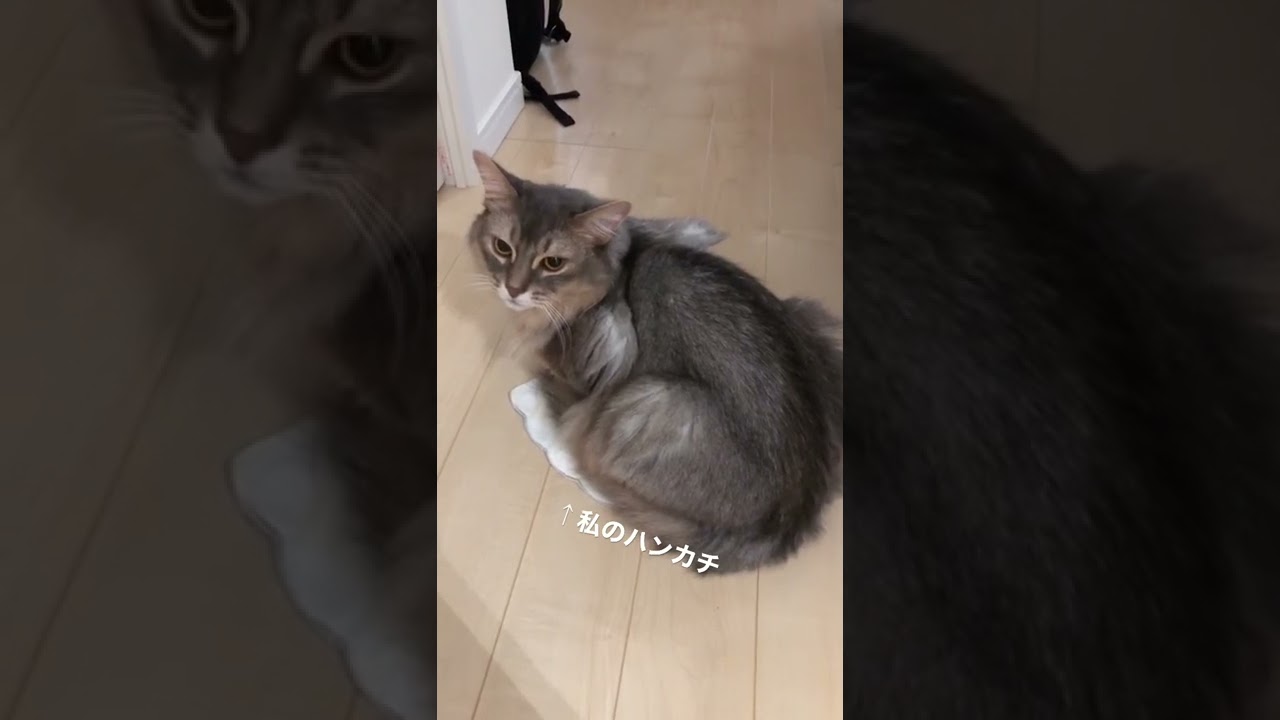 猫は四角形に収まる説#ソマリ #ソマリブルー #猫のいる暮らし #猫のいる生活 #猫#猫動画 #猫の生態 #shorts