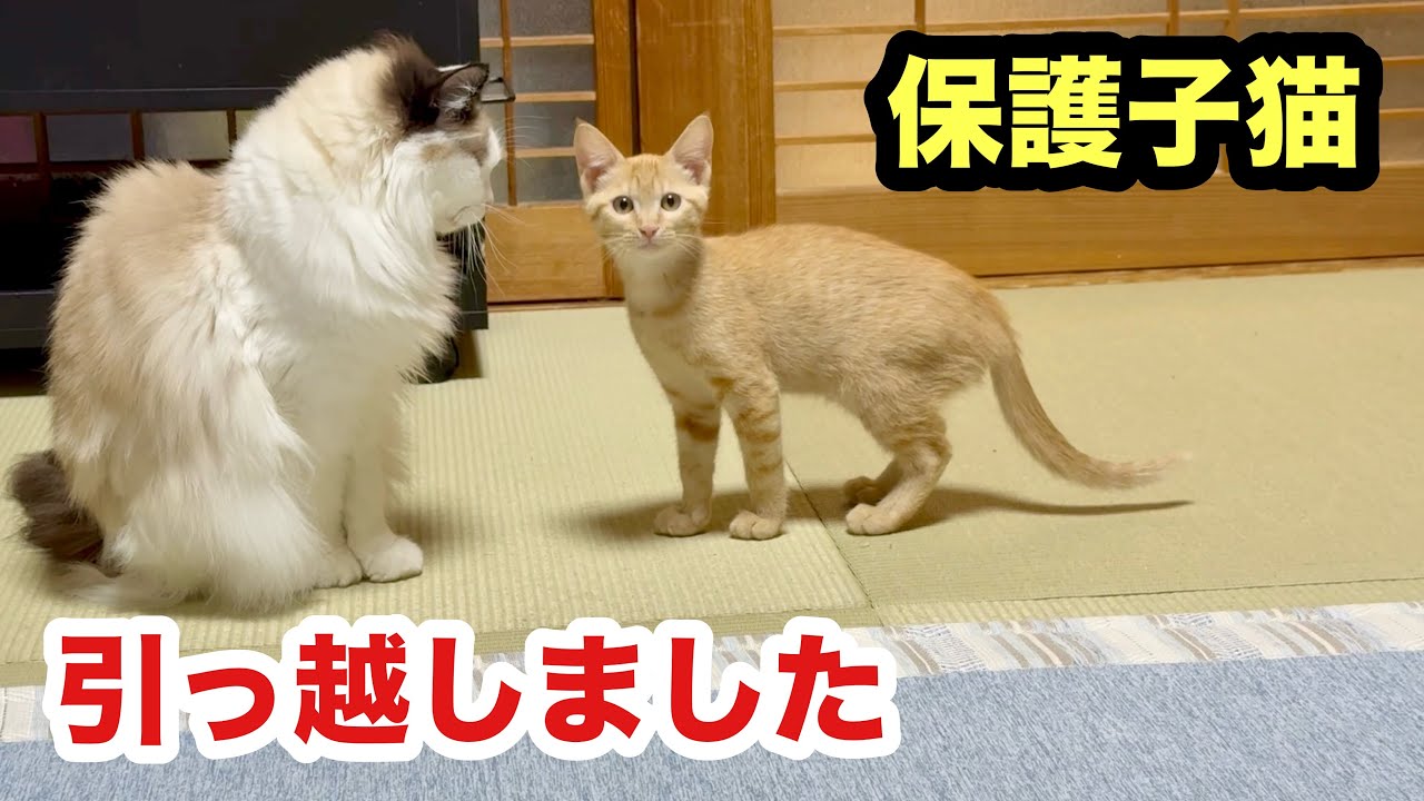 保護子猫が引っ越してきました