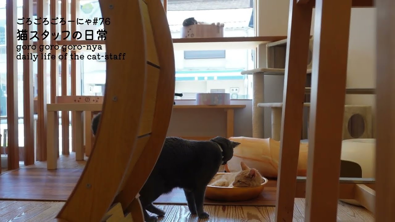 【ごろごろごろーにゃ ＃76】マンチカン vs ロシアンブルー