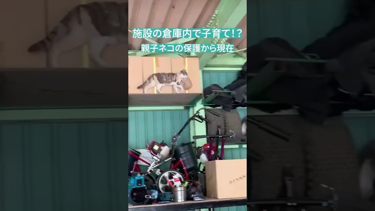 【依頼保護】施設倉庫で子育て中の親子猫 #保護ねこピリカ #保護猫 #子ネコ #子猫 #好きな子猫 #ねこ #ネコ #猫のいる暮らし #猫