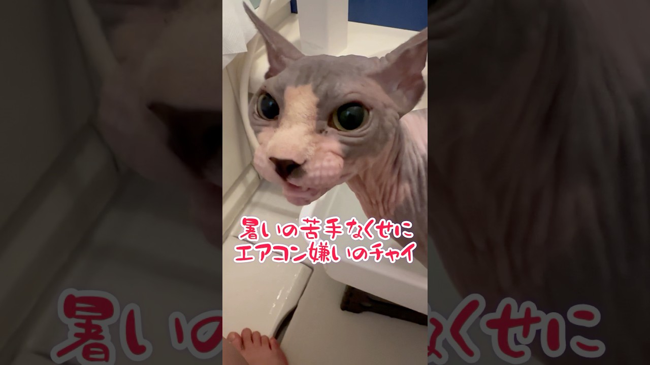 お風呂は2日に1度のスフィンクス猫#shorts #cat #猫 #猫のいる暮らし #sphynx