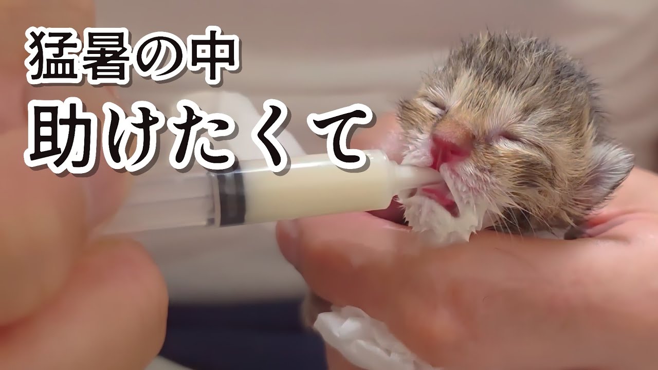 小さな命を守るために…子猫を保護しました。母猫はいなかった。探したけど、いなかった。そもそもこの地域は野良猫見かけないんです。