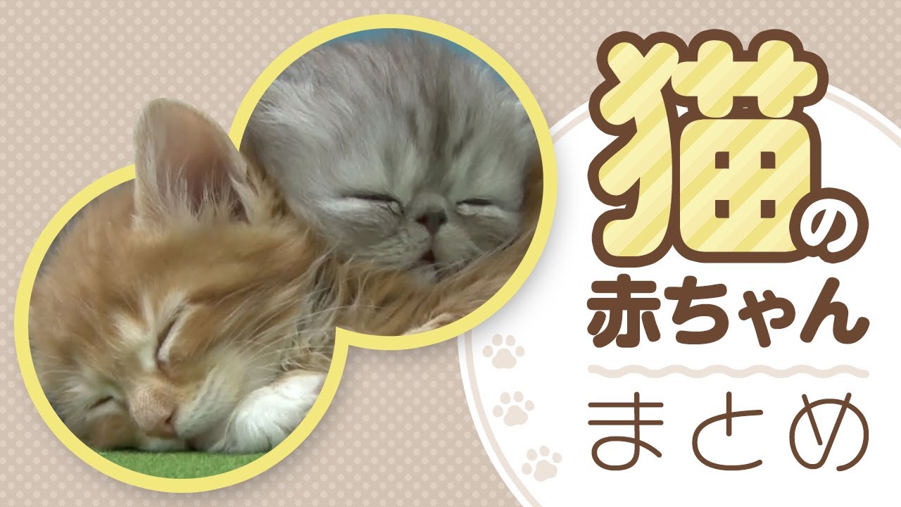 【猫の赤ちゃんまとめ🐱】 #マンチカン #ラグドール #エキゾチックショートヘア… 猫の赤ちゃんが可愛すぎる♡