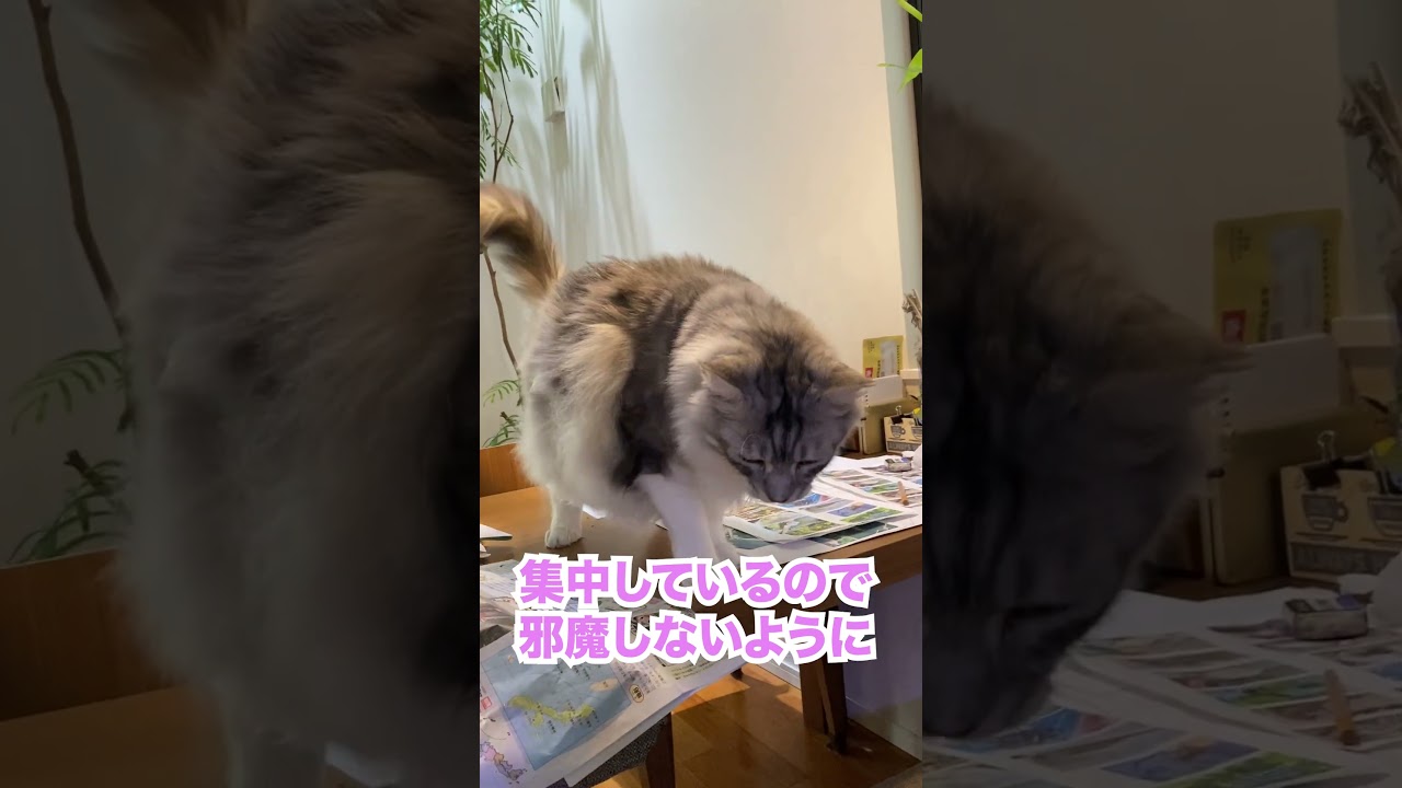 【メインクーン】机の上で少年のお絵描きを見守る大型猫。鳥の羽に本能をくすぐられ、攻撃して引きずり込む獰猛な姿 #shorts
