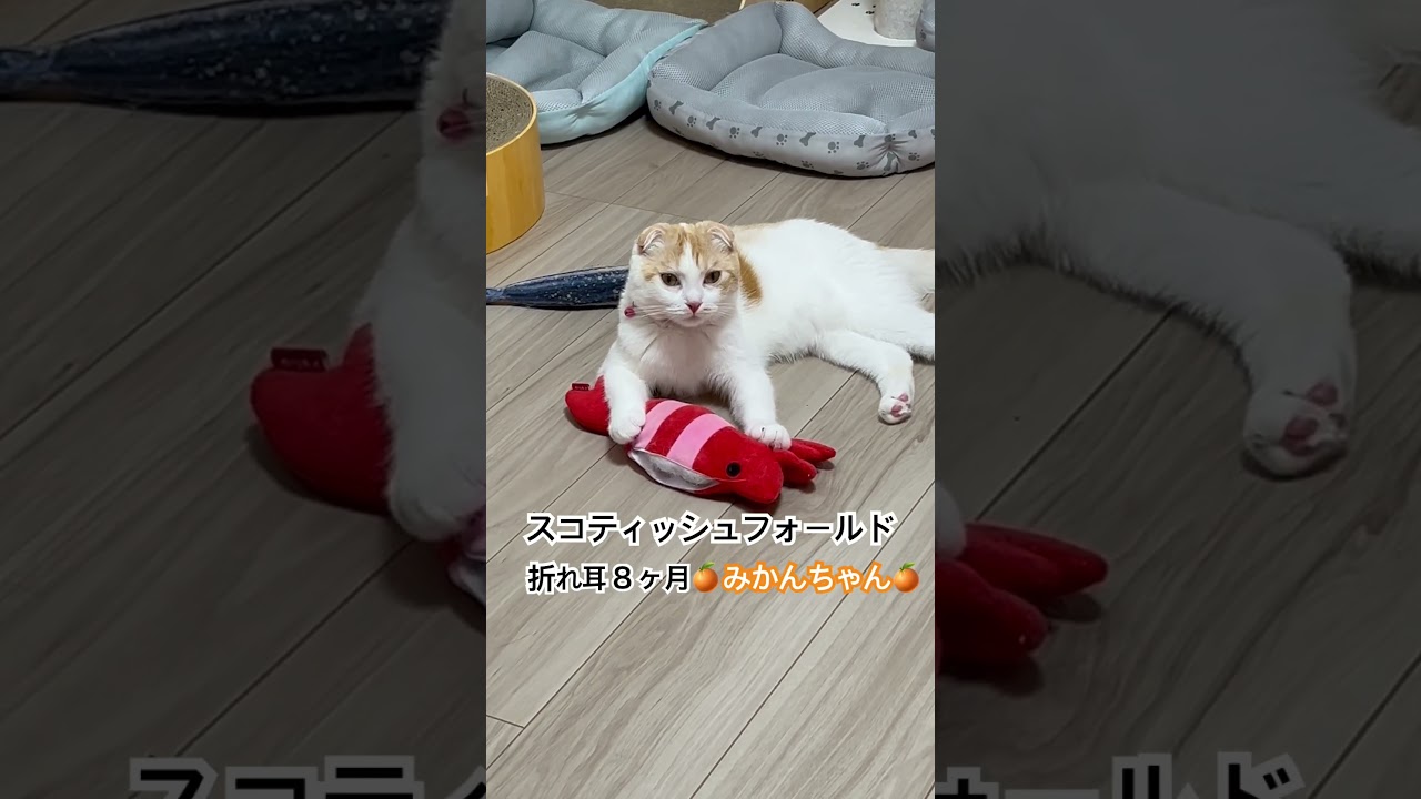 パート77 可愛い子猫＃shorts#子ネコ #スコティッシュフォールド子猫 #かわいい猫