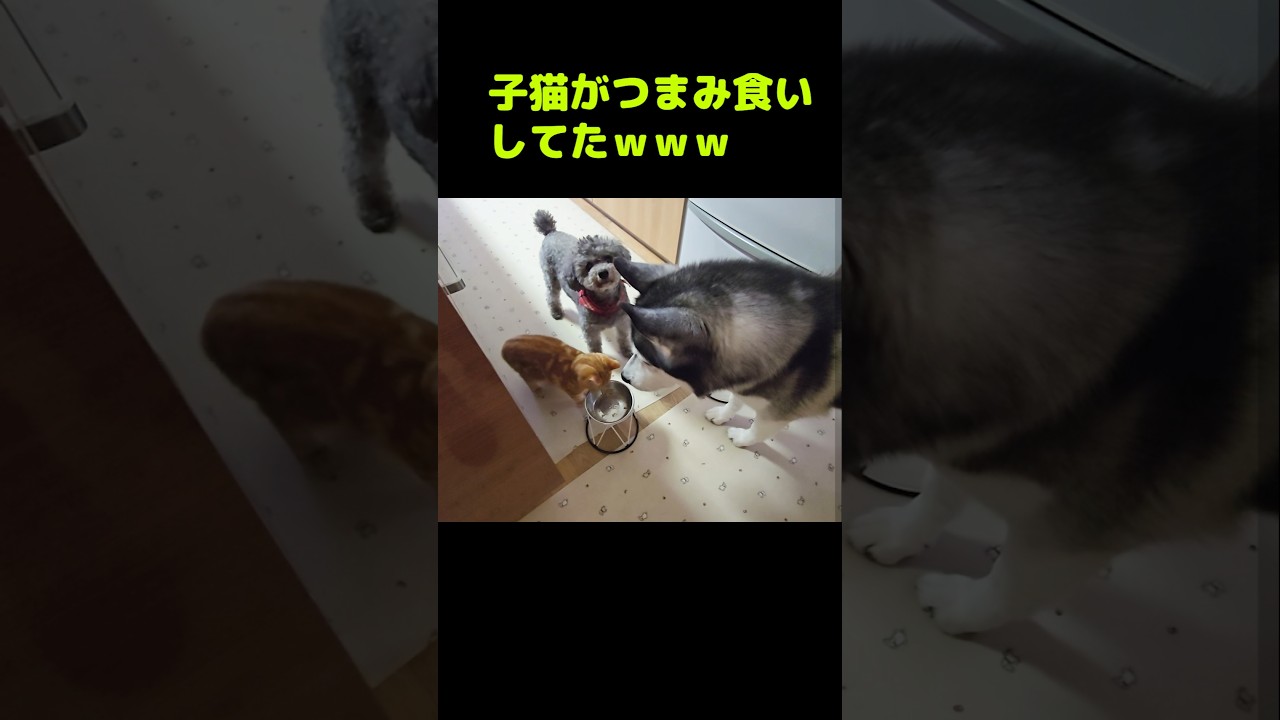 子猫がつまみ食いしてた...#shorts