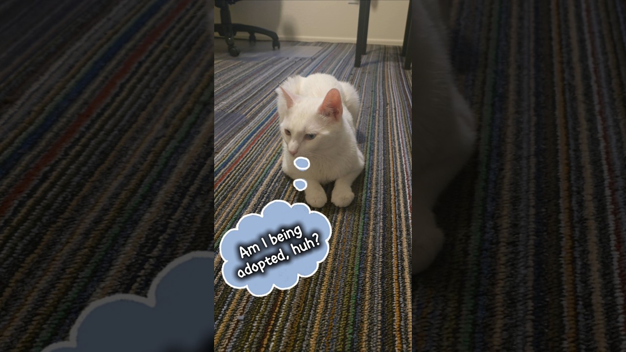 Peter found out he was adopted by us 😸😹😺 #cat #funnycats