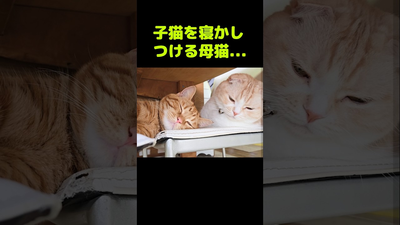 子猫を寝かしつけて母猫...#shorts