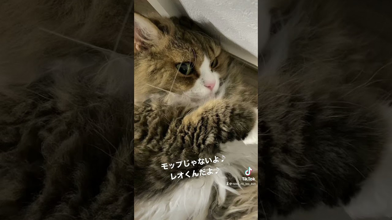 モップじゃないよ♪【セルカークレックス】