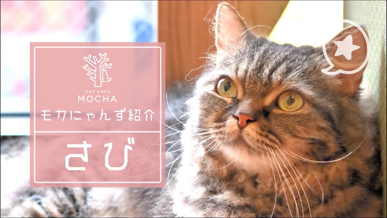 さび（スクーカム♀）イオンモール福津店