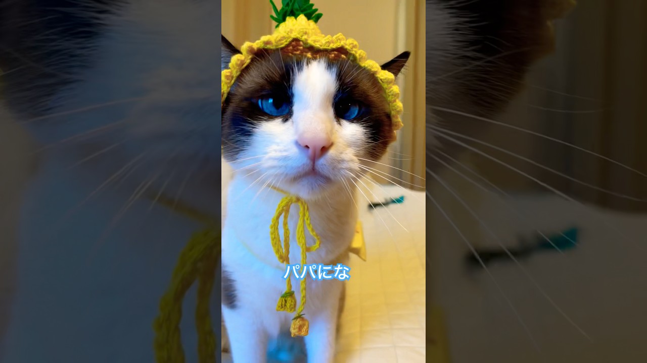 おやつの貰い方を理解して伝授してる猫 #ねこ動画 #猫のいる暮らし #shorts