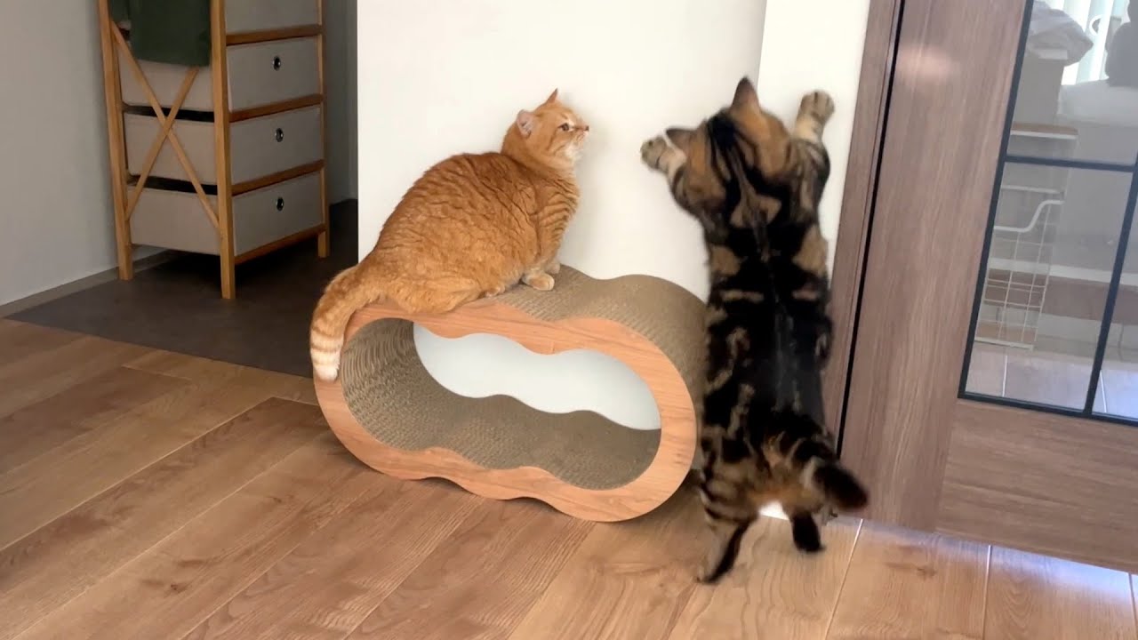 手も足も出ない兄猫と絶対にめげない弟猫