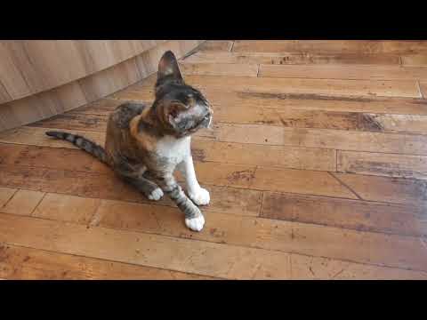 【新しく入った子猫!】猫カフェMOCHA秋葉原店　デボンレックス猫の子猫の後にやってくるアビシニアン猫の子猫