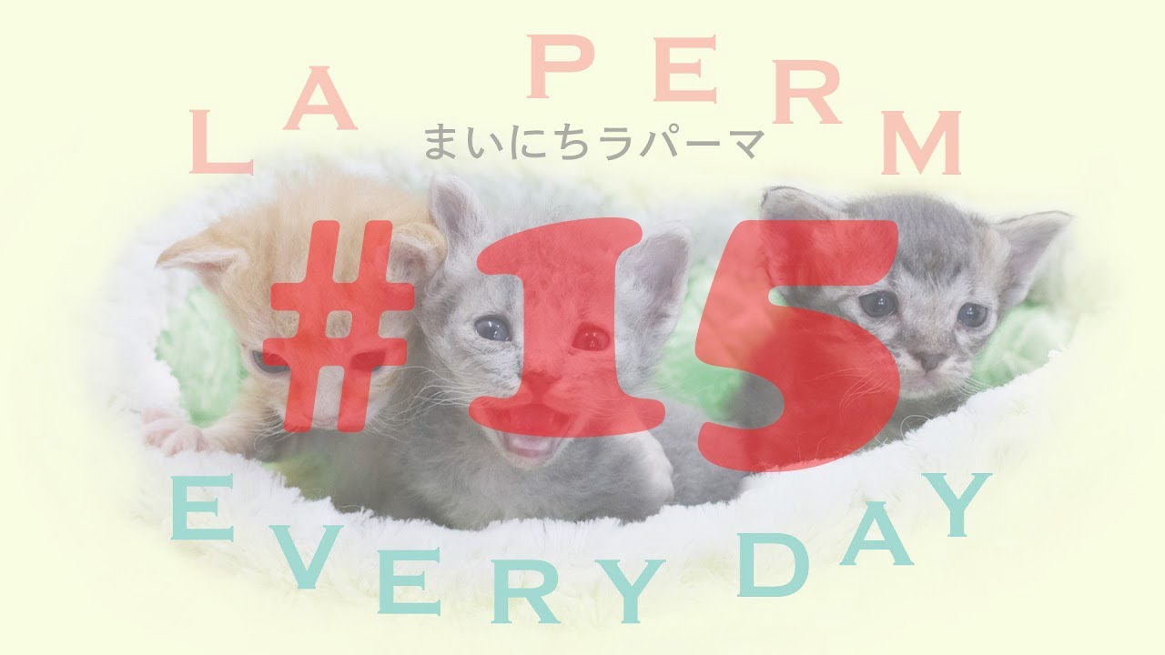 世界一の子猫の成長日記　まいにちラパーマ LaPerm Everyday vol.15