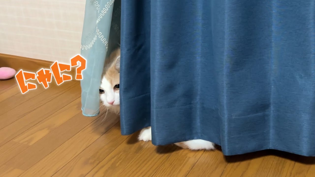 【イタズラ⁉︎】新しい遊びを生み出しちゃった、ノルウェージャンフォレストキャットwww