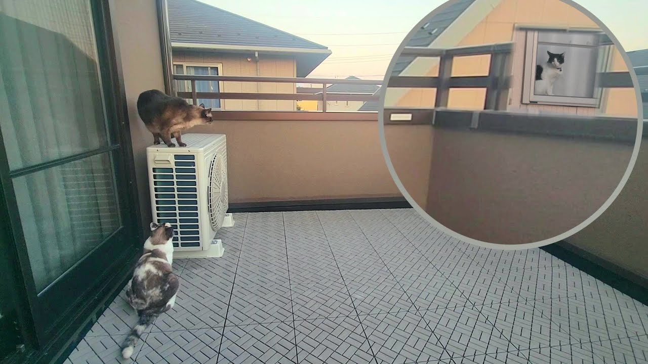 ベランダに出てたシャム猫が斜め向かいの家の猫に見られてた結果👀