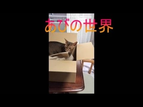 ネコ動画あび＃5136　あびの毎日　アビシニアン　あび
