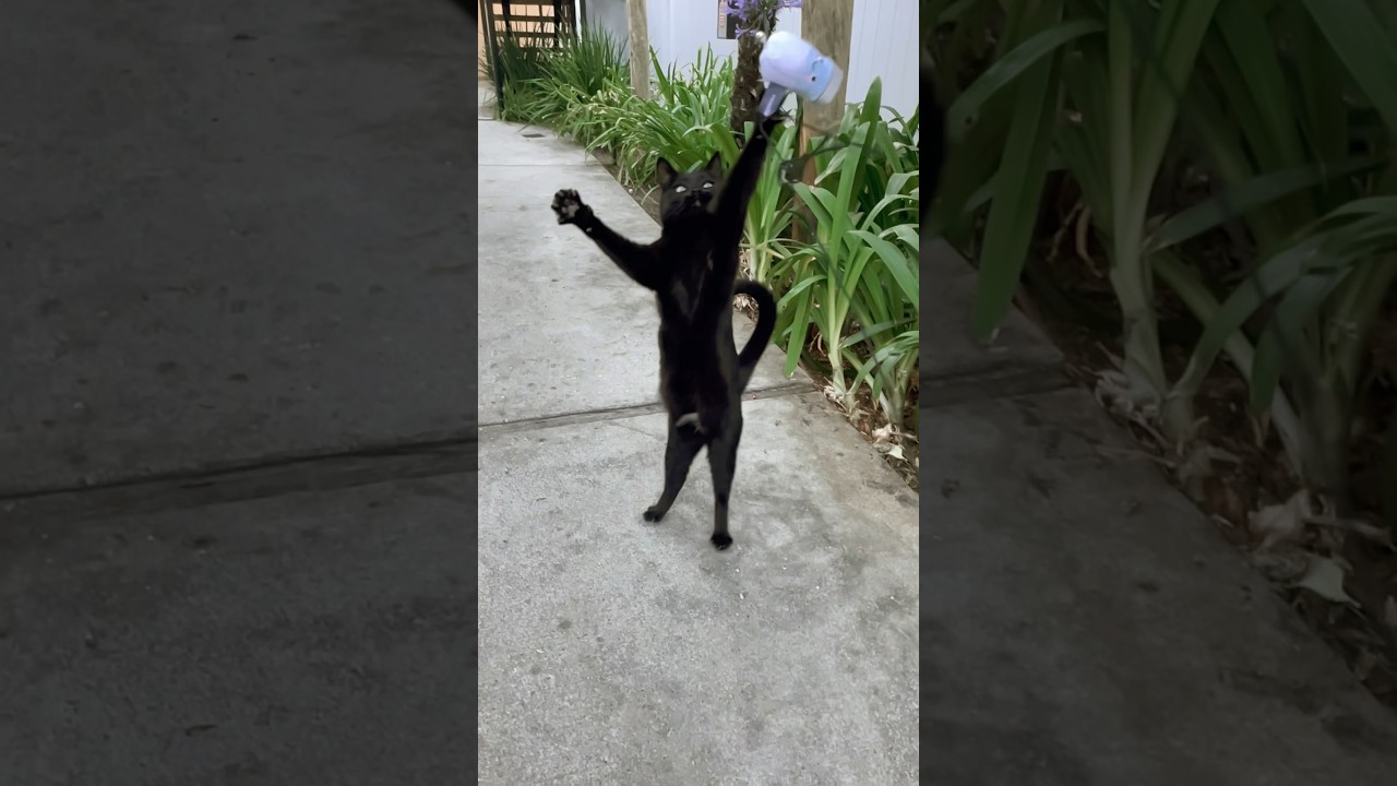 Awesome Bombay Cat Jump from Meredith! #bombaycat #minipanther #cats