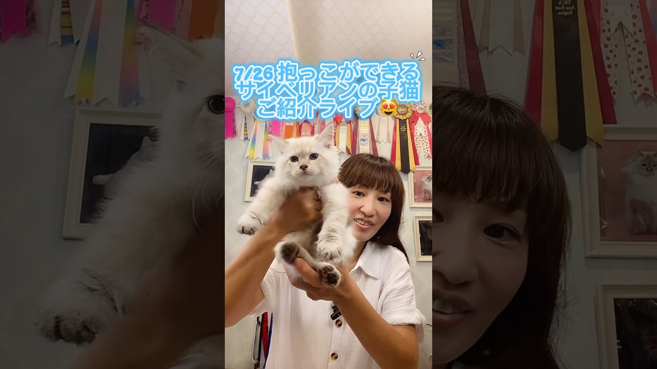 7/26 抱っこができる#サイベリアン の#こねこ ご紹介ライブ！　最高の#子猫 ならサイベリアン専門店のロイヤルキャッツで❣️皆様をお待ちしてます❣️#ペットショップ