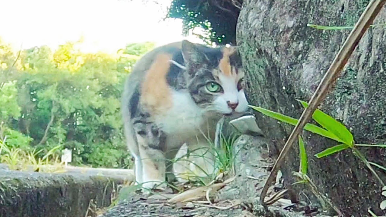 通りすがりの猫がさり気なく置かれた餌に見せる行動　きさんじの場合