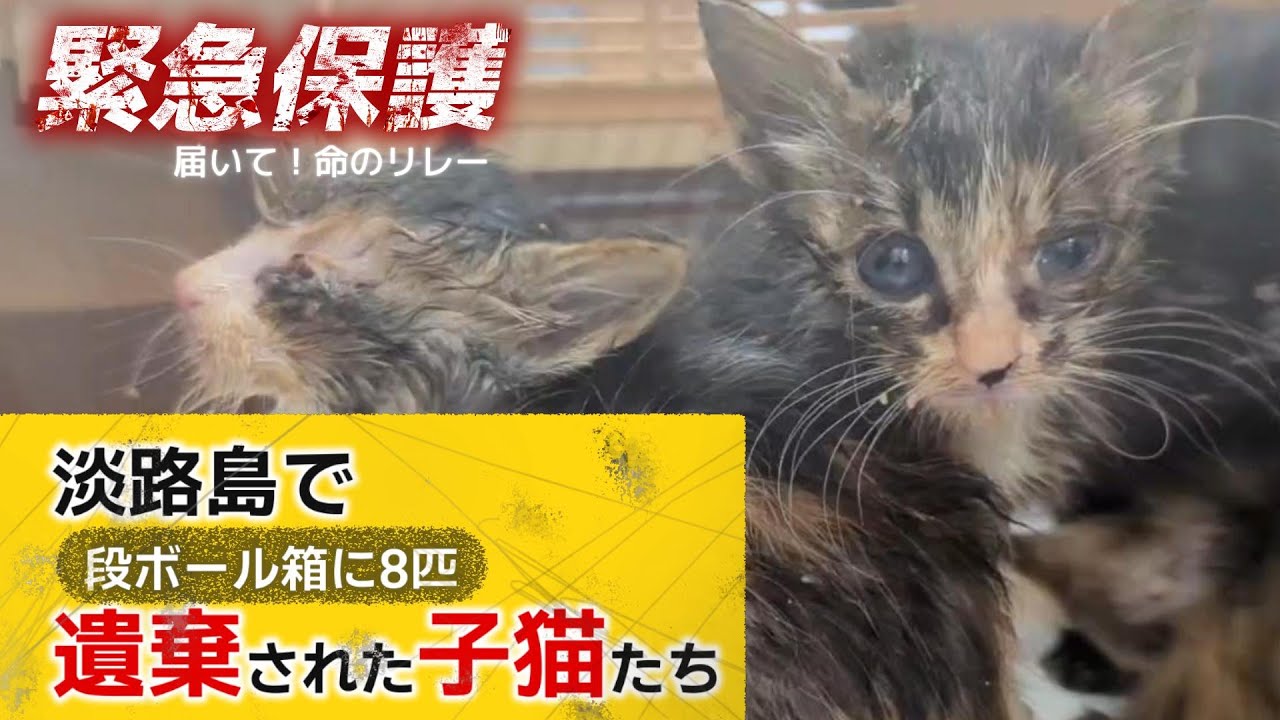 【神戸保護猫】淡路島で段ボールで遺棄された8匹の子猫たち