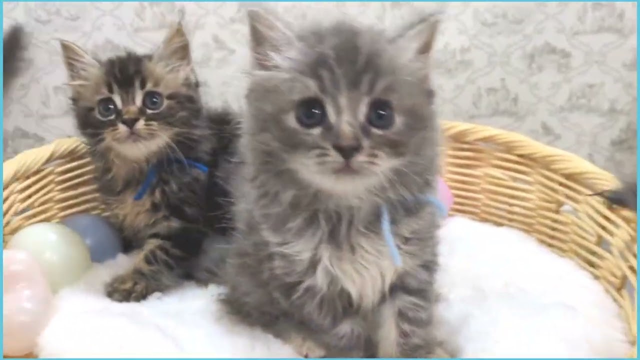 Coo&RIKU　No.00726463 ラガマフィン