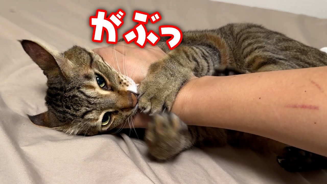 喧嘩を止めようとしただけなのに、、、