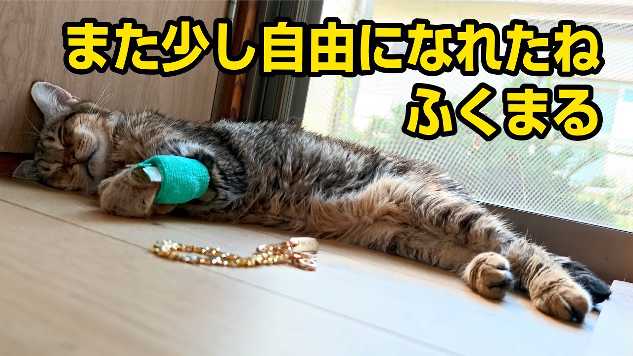 1週間で体重600g減…水以外口にしなくなりました