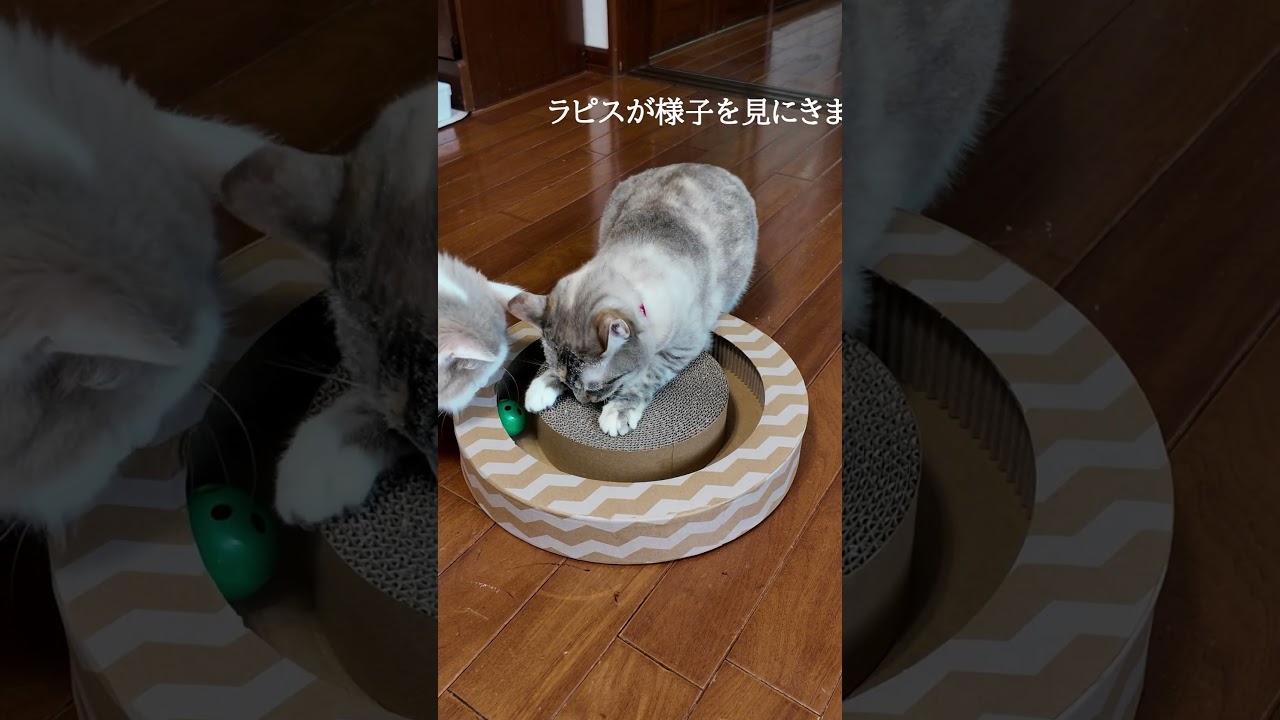 初めてのおもちゃ #保護猫 #シャムミックス #スコティッシュフォールド #cat #ねこ #猫のいる暮らし #shorts