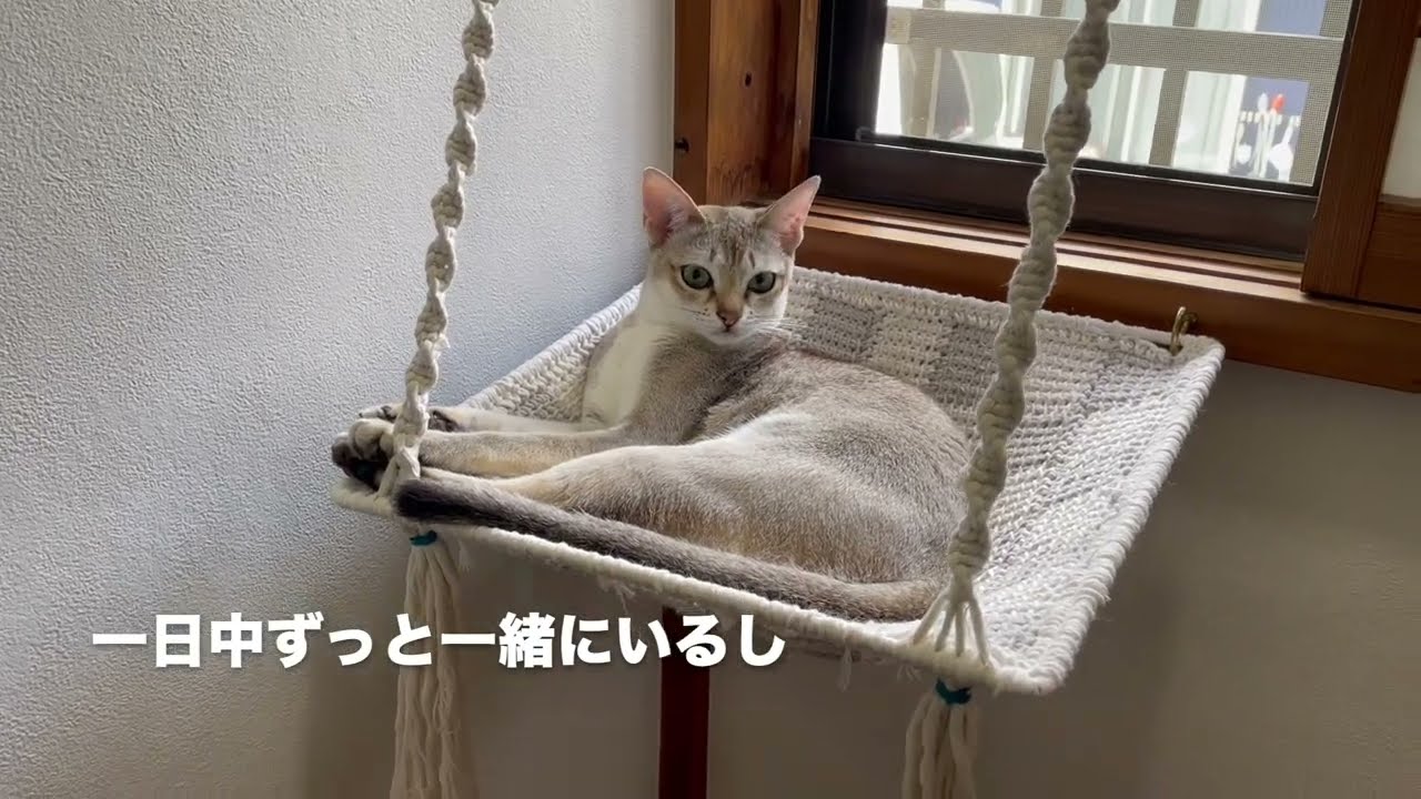 【シンガプーラ】愛は伝わる#ネコ