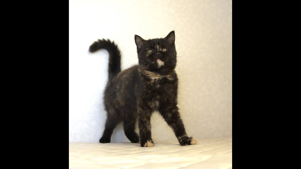 ブリティッシュショートヘアー子猫　British Shorthair　2025.3.20産まれ　トーティーシェル　錆び猫　サビねこ　女の子　シーダキャット猫のお店