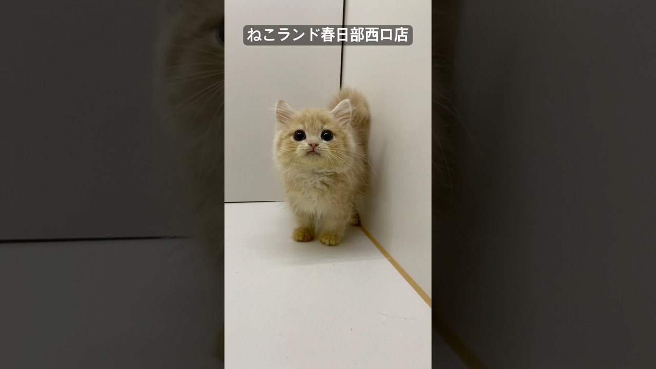 #短足 #マンチカン #猫がいる暮らし #ねこ #ねこランド