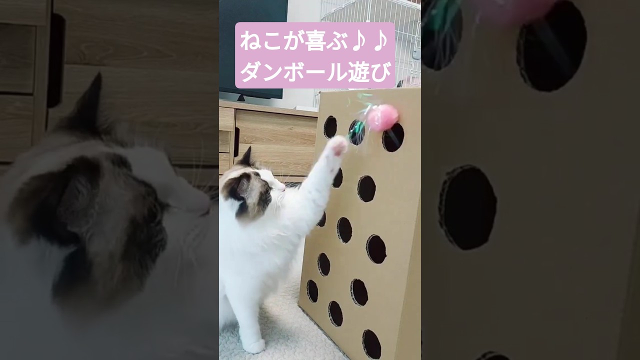 猫が喜ぶ段ボール遊び♪ #ラグドール #猫 #手作りおもちゃ #ねこ #ragdoll #ragdollcat #猫のいる暮らし #はちわれ猫 #ねこ動画 #ダンボール #猫が喜ぶ映像