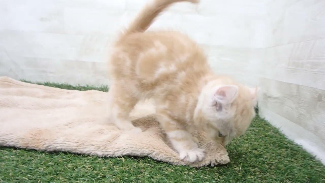 Coo&RIKU　No00576299 アメリカンカール