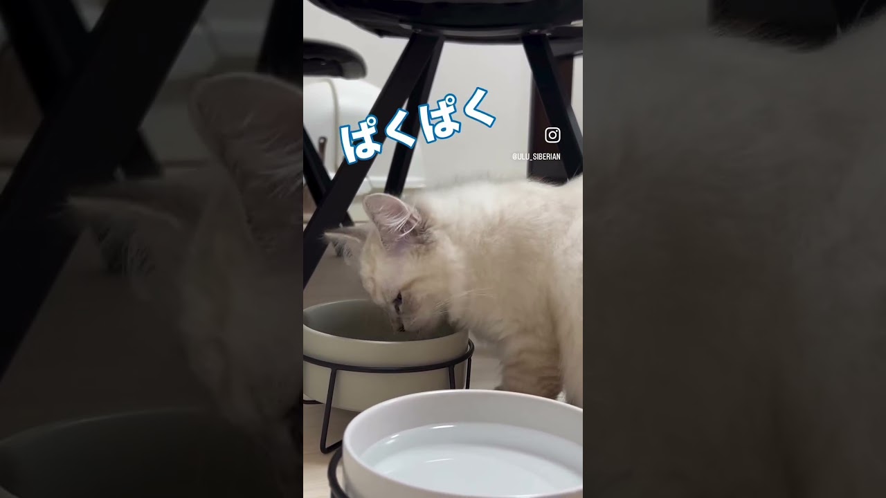 サイベリアンのウルです🐾💎ご飯が大好き！#サイベリアン #ネヴァマスカレード#猫 #ネコ #子猫 #cat #ulu#siberian #nevamasquerade#lovecat #愛猫
