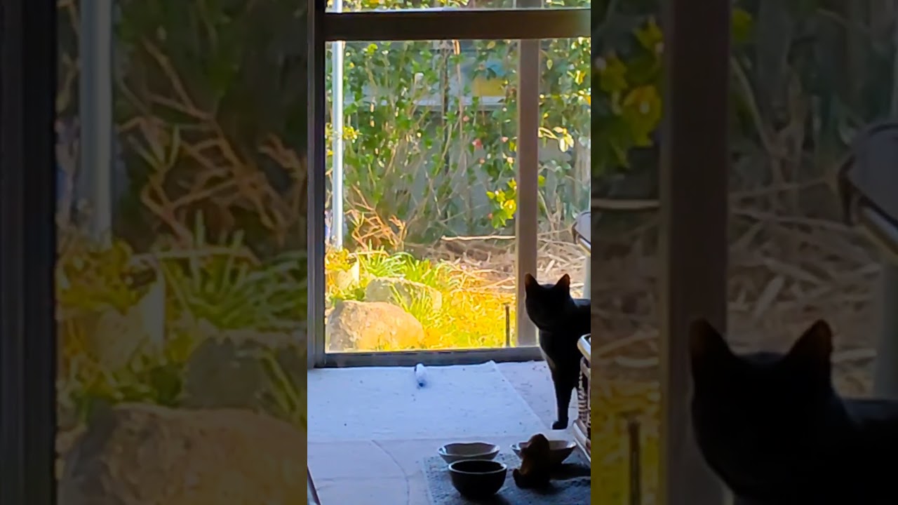 おばぁちゃんの散歩に、付き添う胡麻😺#shorts#コラット#おばぁちゃん#歩行リハ