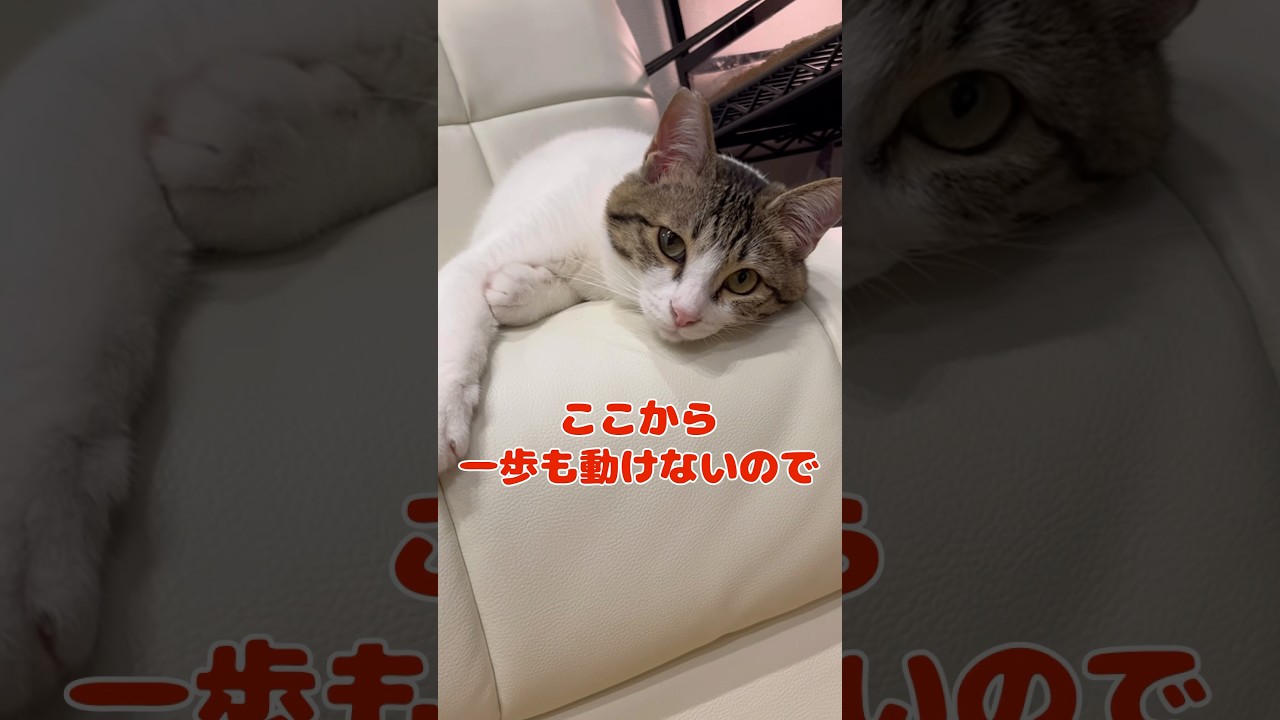 【保護猫】空腹で動けない猫