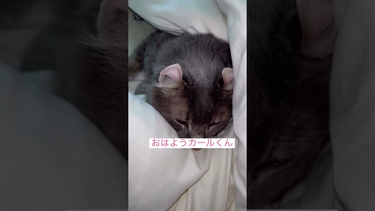 モーニング #ねこ動画 #アメリカンカール #猫