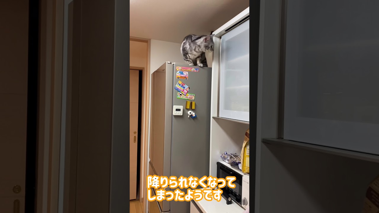 【怪盗キャット】冷蔵庫から降りられなくなったロチ【アメリカンショートヘア】