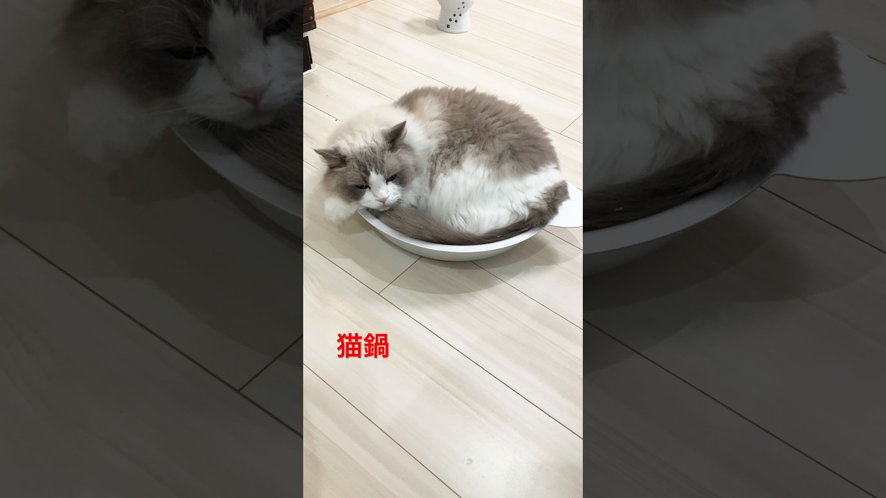 猫鍋マルちゃん　#ラグドール  #cat  #cats  #catlovers  #猫のいる暮らし  #animals  #猫好きさんと繋がりたい