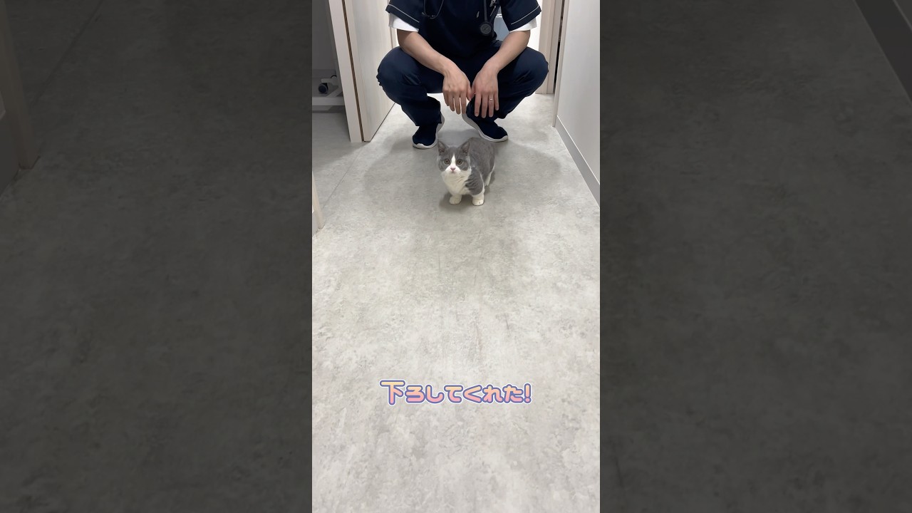 病院内を探検するマンチカン