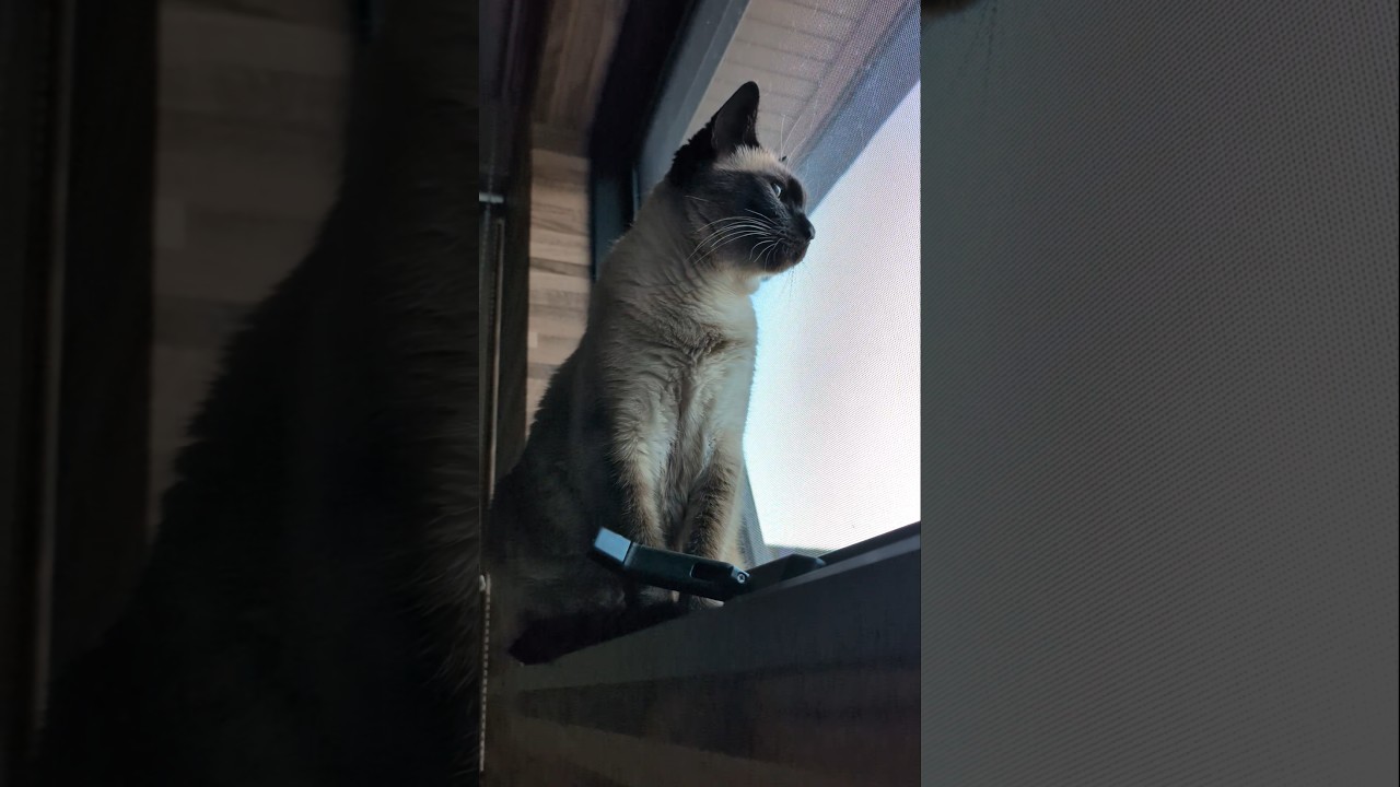 シャム猫の朝の様子🐱 - A cat seeing outside - #shorts #cat