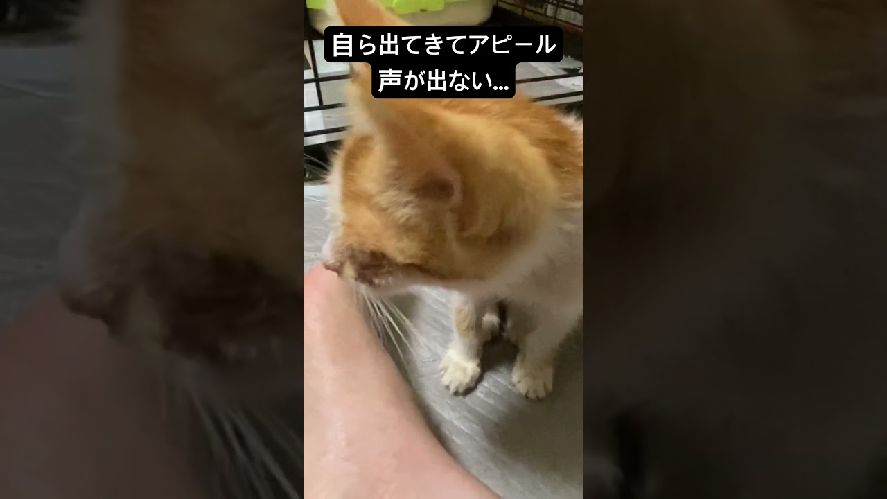 紙袋に入れて捨てられてた保護子猫、声にならないアピール #cat  #猫  #ねこ  #保護猫 #cute #猫のいる暮らし #子猫 #shorts  #こねこ