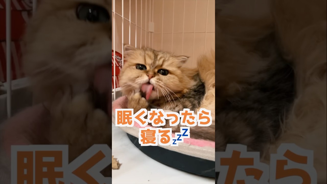 眠くなったら寝る❗️マリーちゃん編#ペルシャ猫 #猫好きさんと繋がりたい #猫 #cat