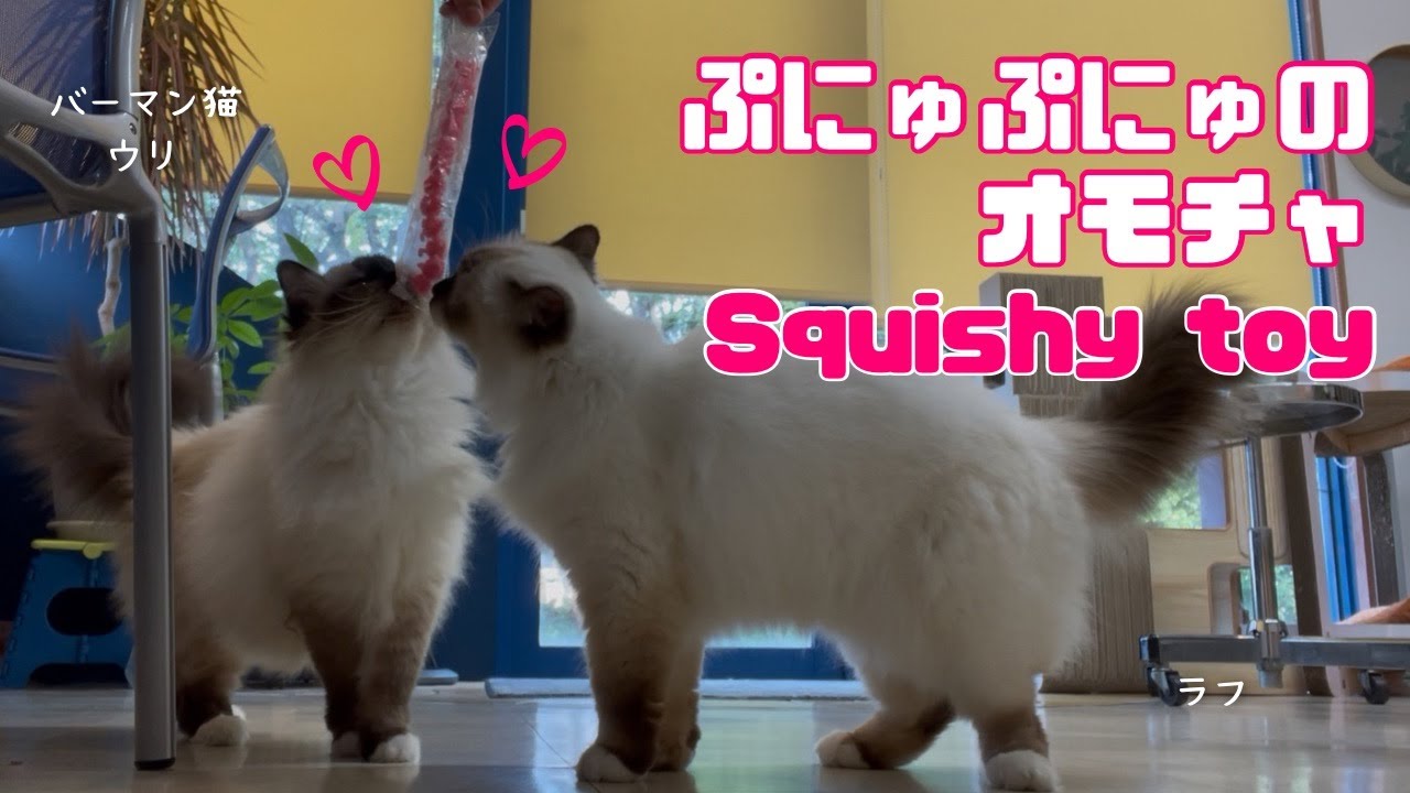 バーマン猫ラフとウリとガブ【ぷにゅぷにゅのオモチャ】Squishy toy（バーマン猫）Birman/Cat