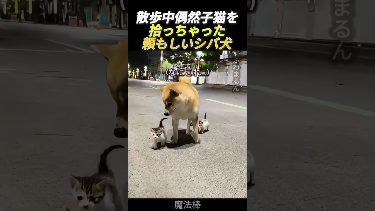 散歩中、偶然子猫を拾っちゃった頼もしいシバ犬