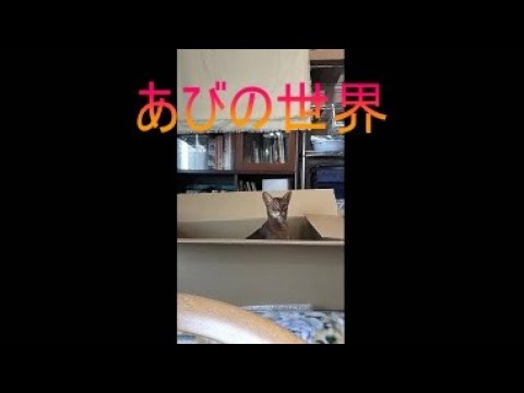 ネコ動画あび＃5132　あびの毎日　アビシニアン　あび