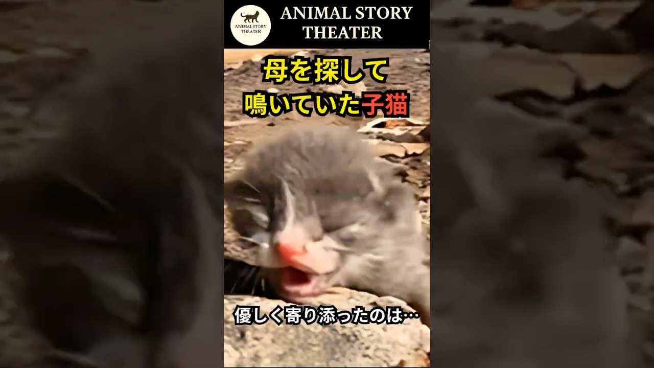 【実話】母を失った子猫に寄り添ったのは、1匹の犬でした